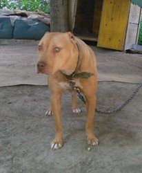 Photo of the dog