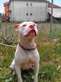 Photo of the dog