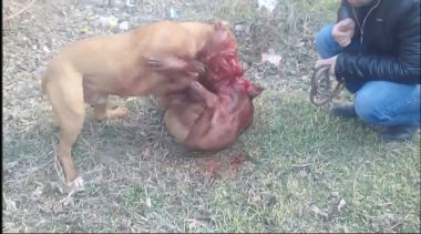 Photo of the dog