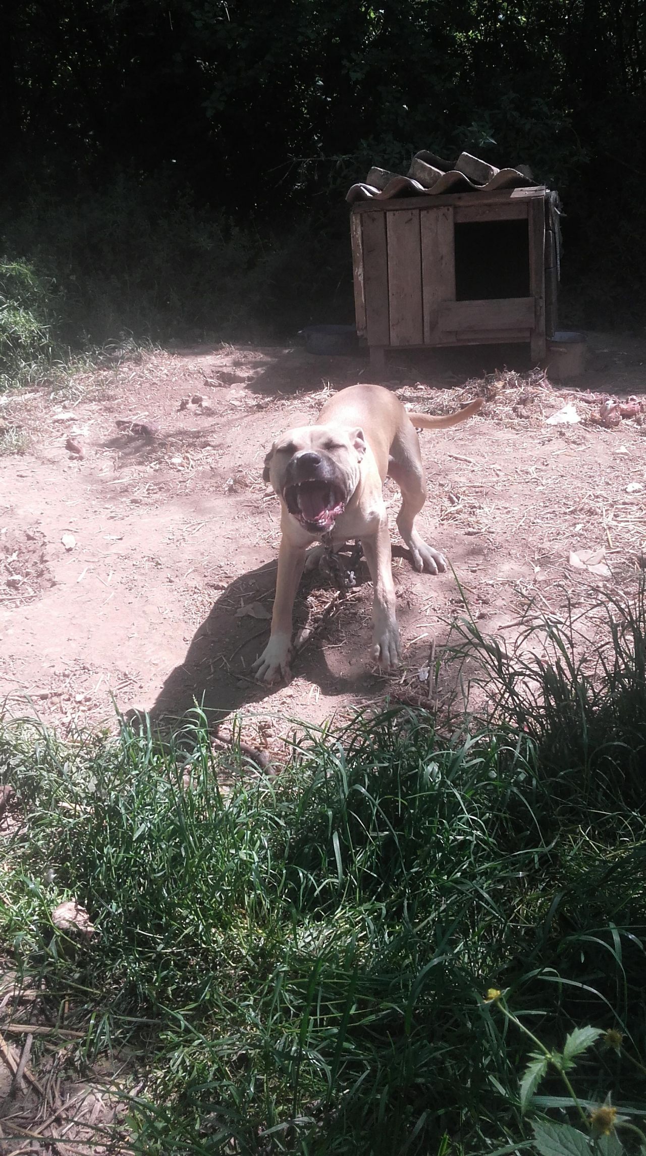 Photo of the dog