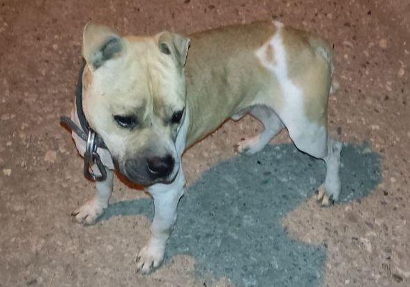 Photo of the dog