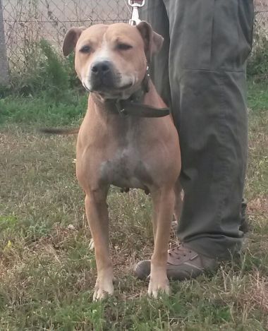 Photo of the dog