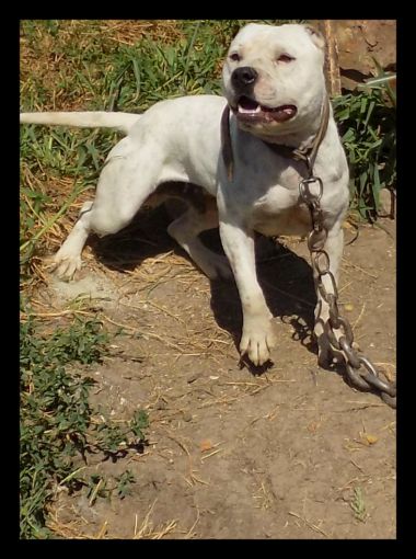 Photo of the dog