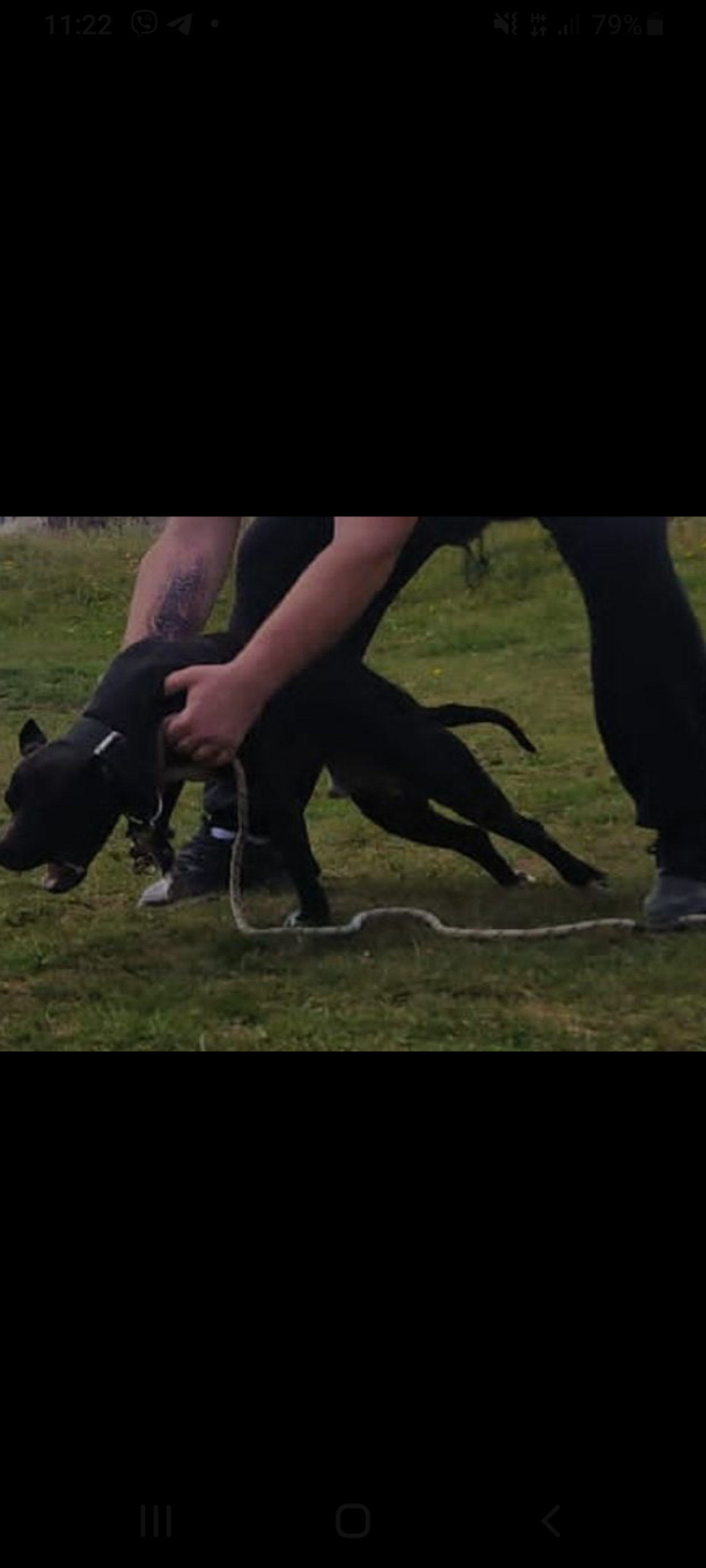 Photo of the dog