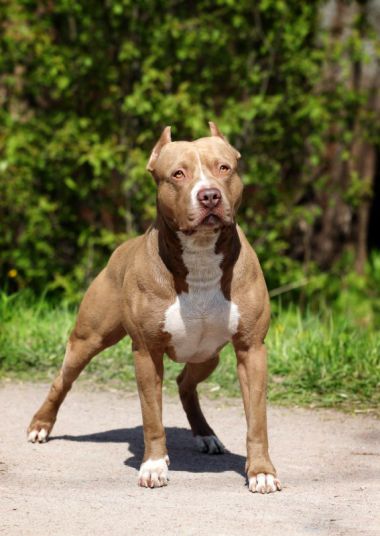 Photo of the dog