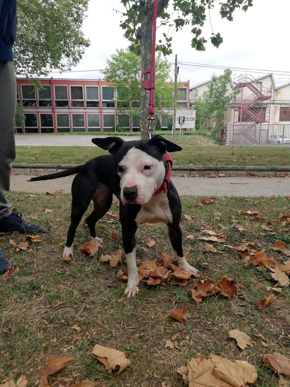 Photo of the dog