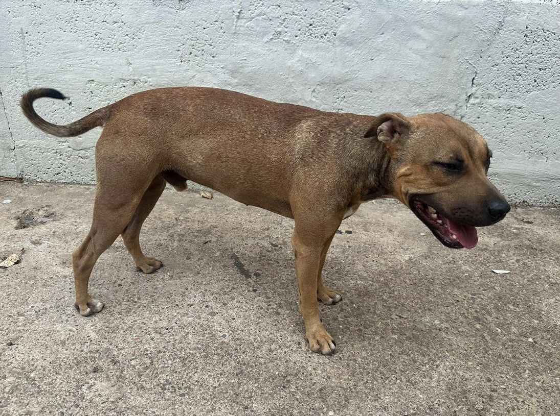 Photo of the dog