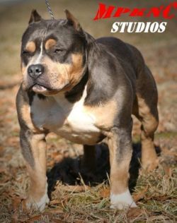 Photo of the dog