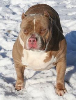Photo of the dog