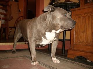 Photo of the dog