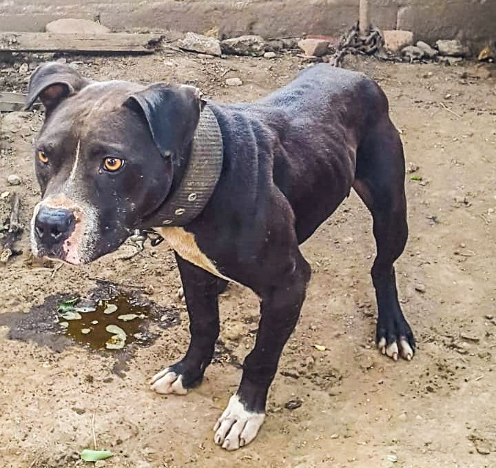 Photo of the dog