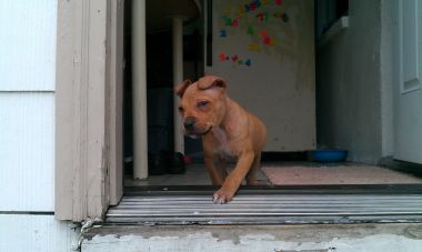 Photo of the dog