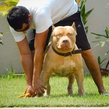 Photo of the dog