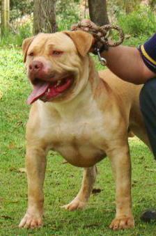 Photo of the dog