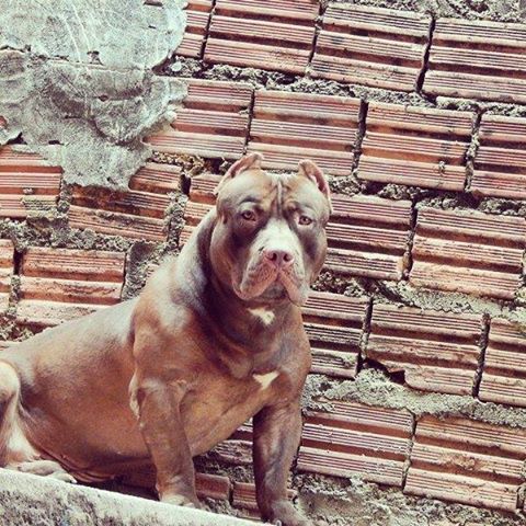 Photo of the dog