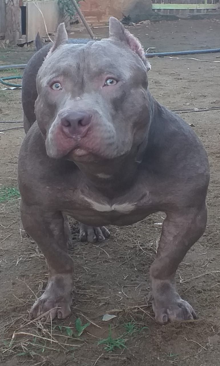 Photo of the dog
