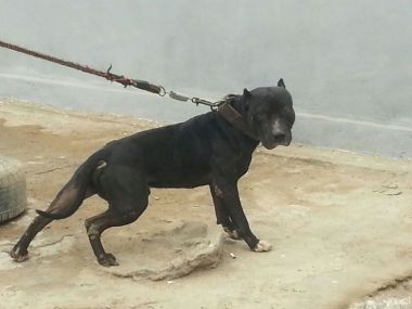 Photo of the dog