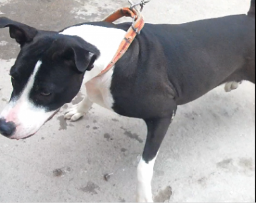 Photo of the dog