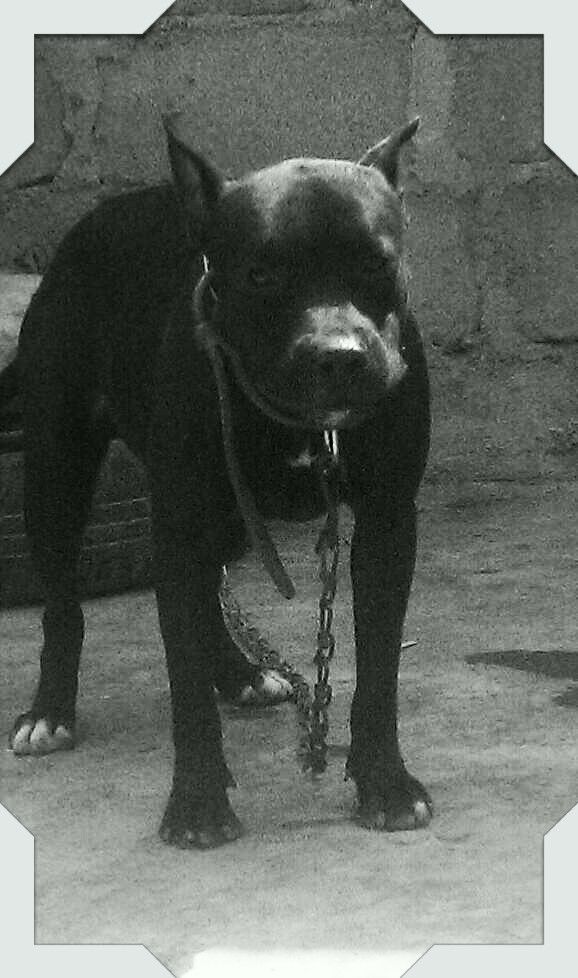 Photo of the dog