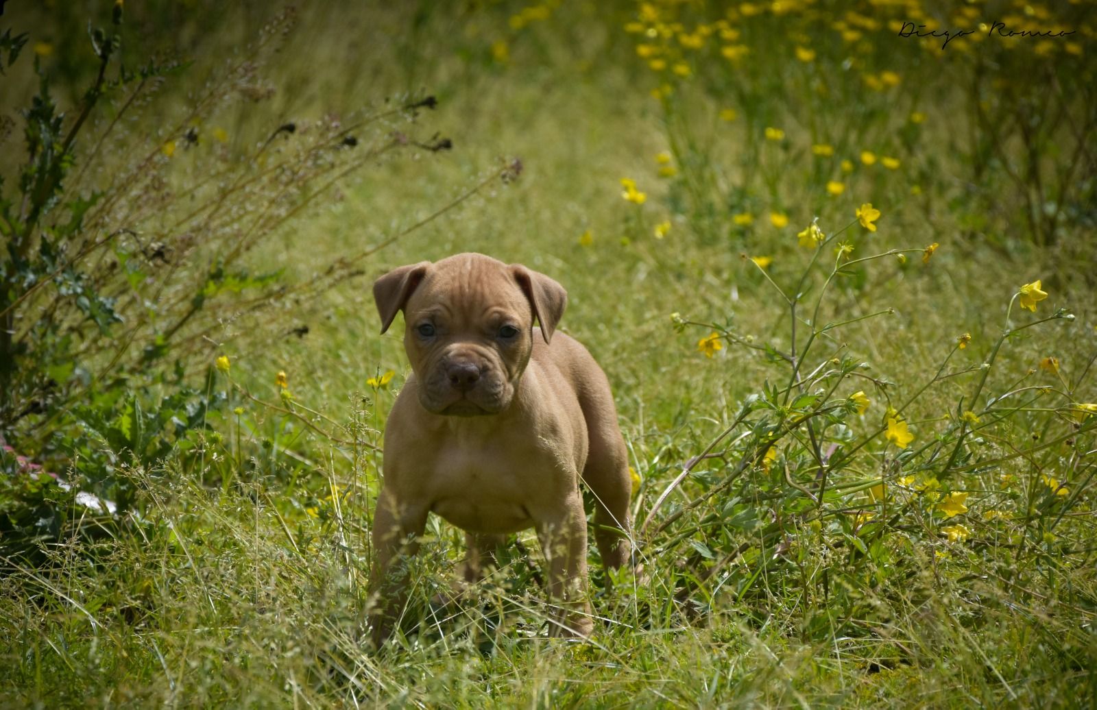 Photo of the dog