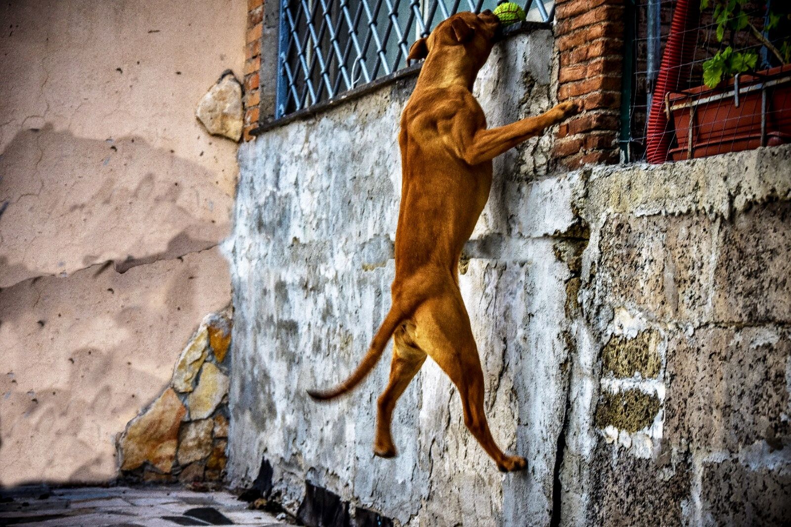 Photo of the dog