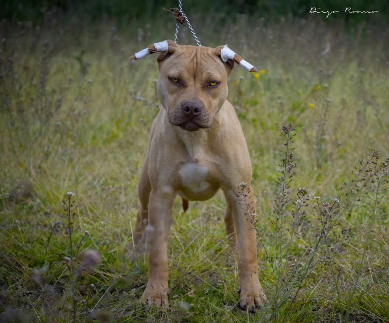Photo of the dog