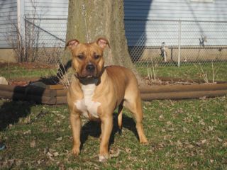 Photo of the dog