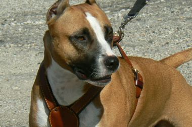 Photo of the dog