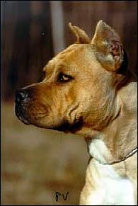 Photo of the dog