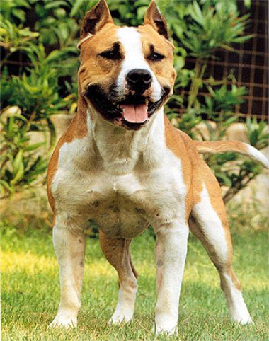 Photo of the dog