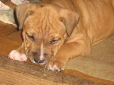 Photo of the dog