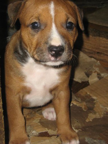 Photo of the dog