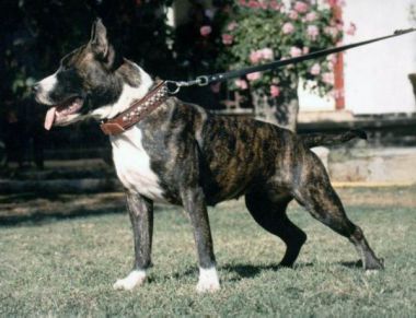 Photo of the dog