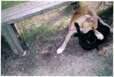 Photo of the dog