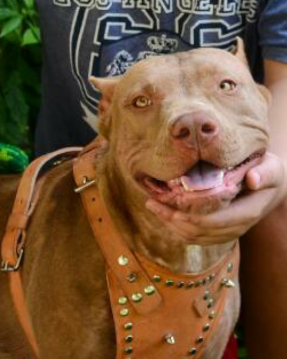 Photo of the dog