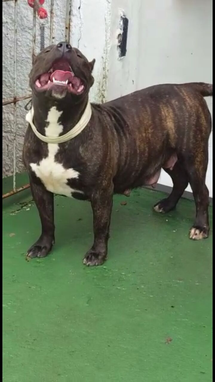 Photo of the dog