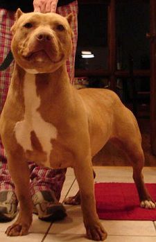 Photo of the dog