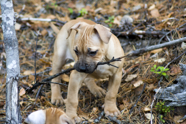 Photo of the dog