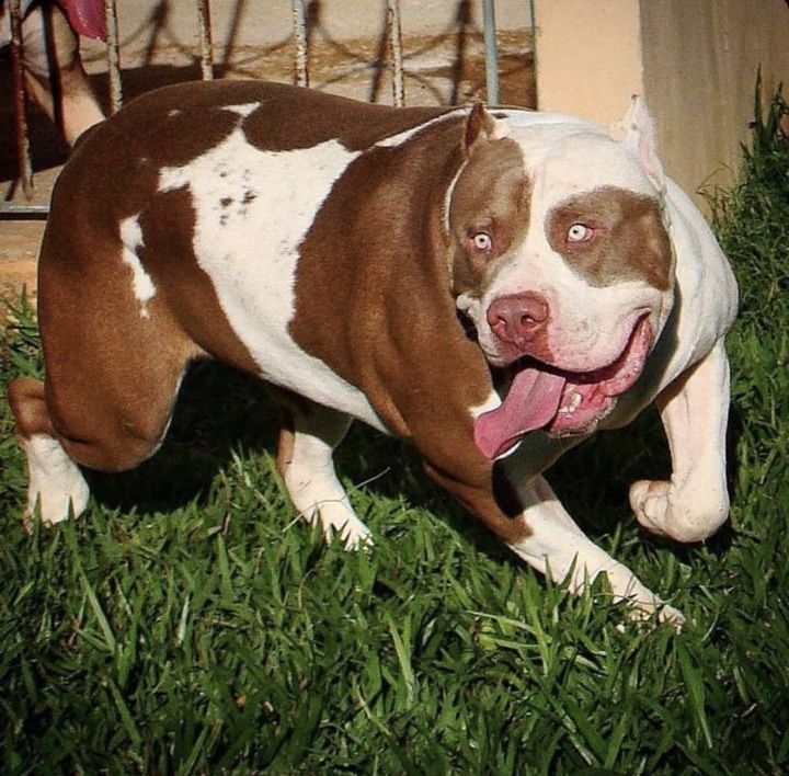 Photo of the dog