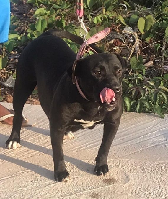 Photo of the dog