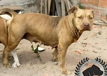Photo of the dog