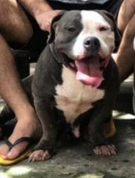 Photo of the dog