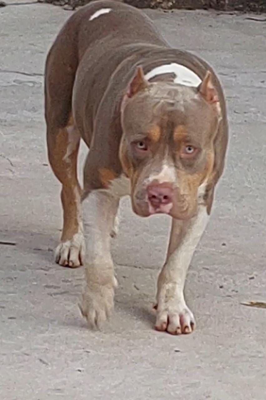 Photo of the dog