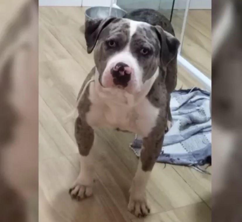 Photo of the dog
