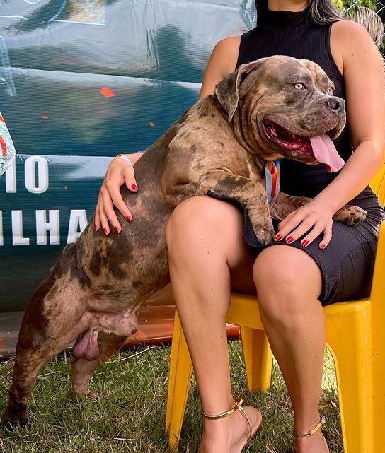 Photo of the dog