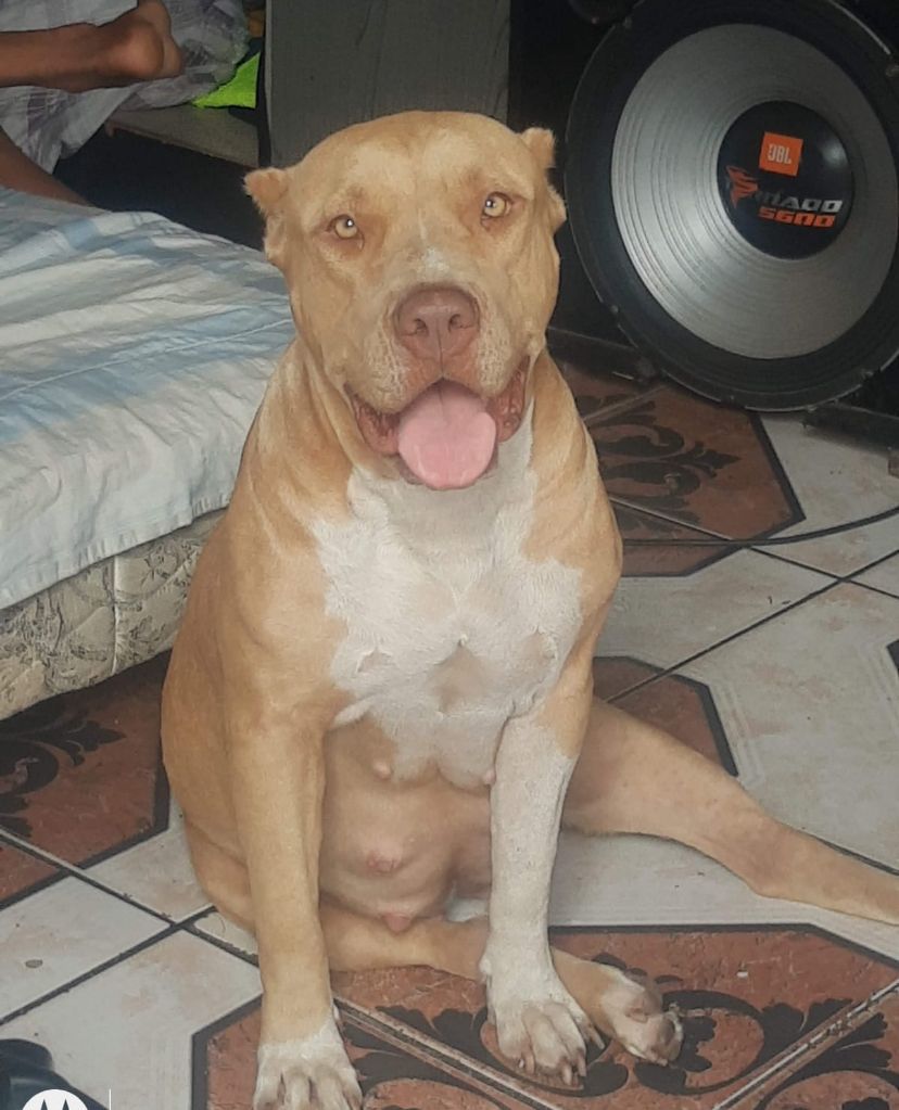 Photo of the dog