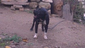 Photo of the dog