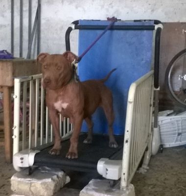Photo of the dog