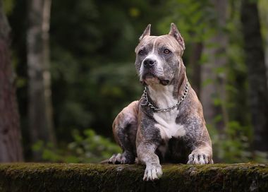 Photo of the dog