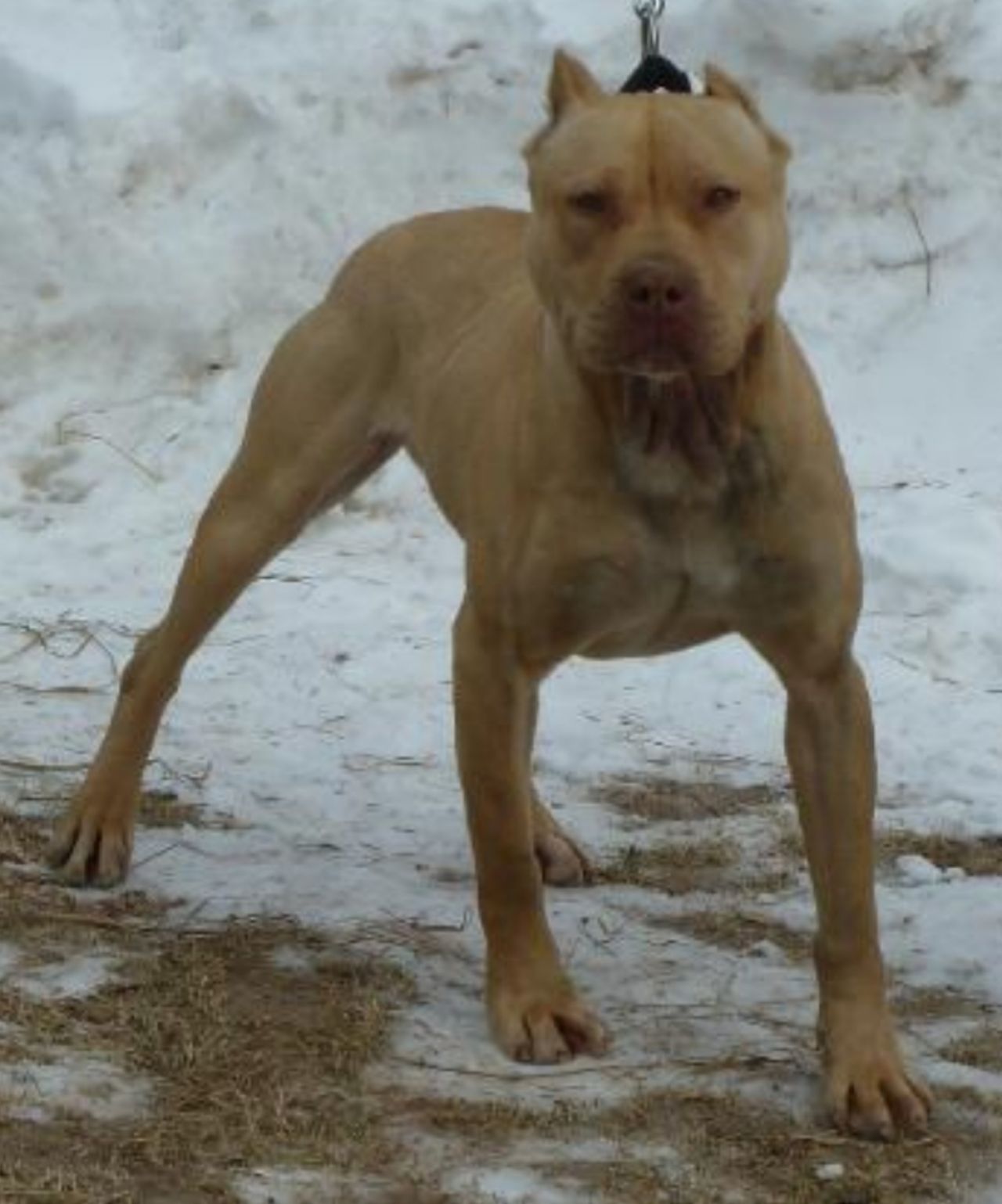 Photo of the dog